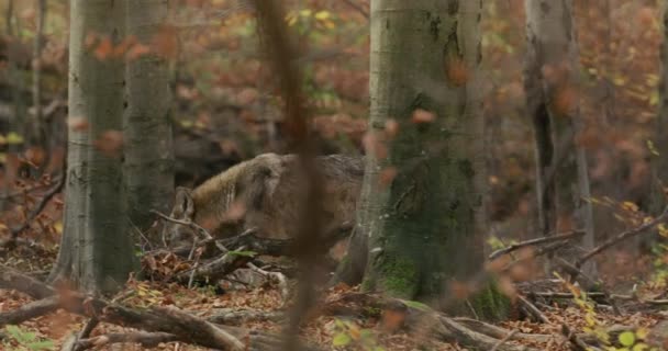 Europäischer Grauer Wolf (Canis Lupus) schnüffelt im Herbstwald, Zeitlupe — Stockvideo