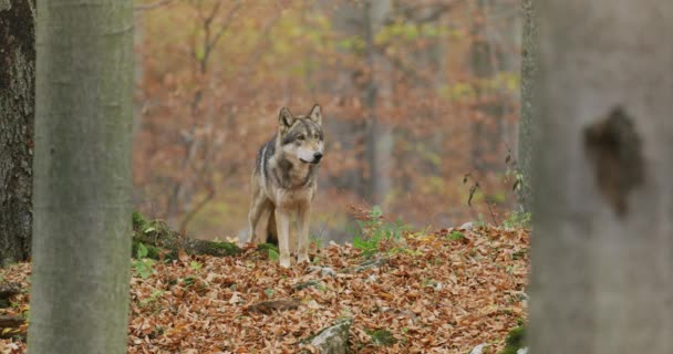 Серый волк (Canis Lupus) наблюдает и бегает в осеннем лесу, замедленное движение — стоковое видео