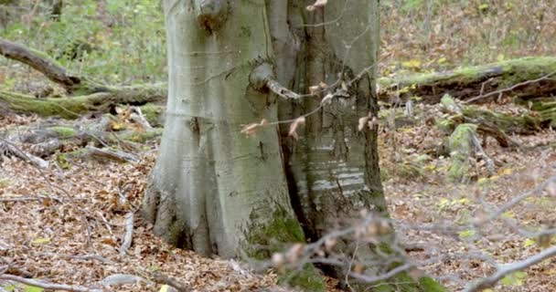 European Gray wolf (Canis Lupus) in the autumn forest — стоковое видео