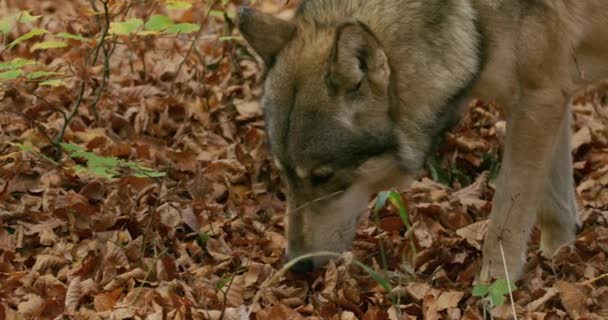 Gray wolf (Canis Lupus) sniffing in the autumn forest, slow motion — Vídeo de Stock