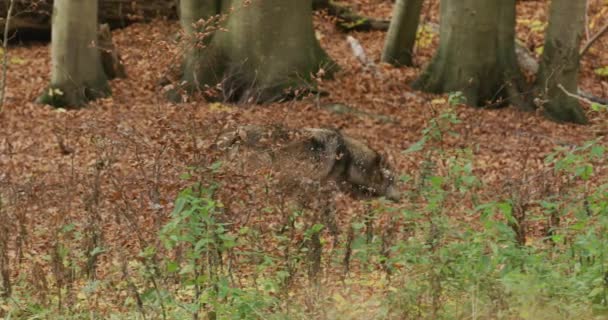 Europese grijze wolven (Canis Lupus Lupus) In het bos, slow motion — Stockvideo