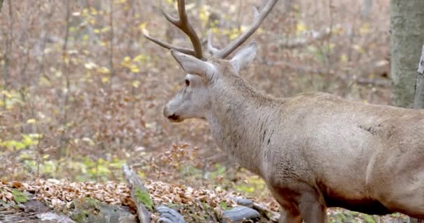 Red Deer Cervus Elaphus Walking Autumn Forest Slow Motion — 비디오