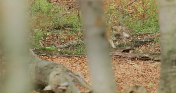 Šedý vlk (Canis Lupus) běžící v podzimním lese, zpomalený pohyb — Stock video