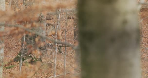 Šedí vlci (Canis Lupus) v podzimním lese, zpomalení — Stock video