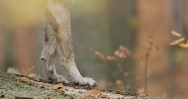 Gray wolf (Canis Lupus) stands in a fallen tree in the autumn forest, slow motion, close-up — Stok video