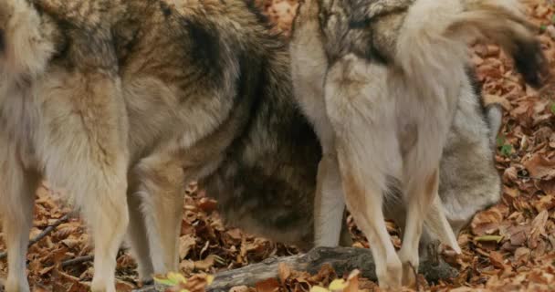 Европейские серые волки (волчанка-собака) в лесу, замедленная съемка, крупный план — стоковое видео