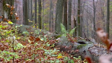 Gri bir kurt (Canis Lupus) sonbahar ormanında yiyecek aramak için düşen bir ağaçtan geçer.