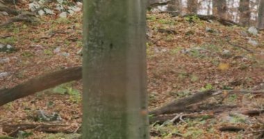 European Gray Wolves (Canis Lupus Lupus) in the autumn forest, slow motion