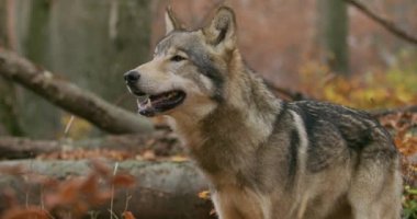 Gri Kurt (Canis Lupus) sonbahar ormanında, yavaş çekim, yakın plan