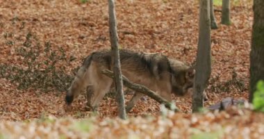Gri Kurt (Canis Lupus) sonbahar ormanında, yavaş çekim