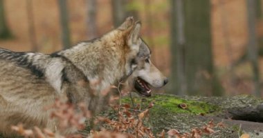 Gri Kurt (Canis Lupus) sonbahar ormanında, yavaş çekim, 4K 4K + 5K, Kırmızı Kamera Görüntüsü