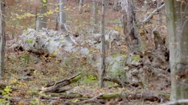A gray wolf (Canis Lupus) walks through a fallen tree in the autumn forest