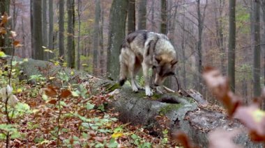 Gri bir kurt (Canis Lupus) sonbahar ormanında yiyecek aramak için düşen bir ağaçtan geçer.