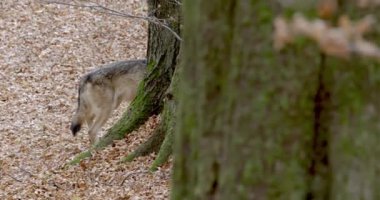 Gri Kurt (Canis Lupus) sonbahar ormanında