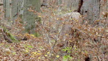 Sonbaharda Kızıl Geyik otluyor ve etrafa bakıyor