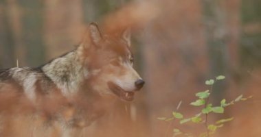 Gri Kurt (Canis Lupus) sonbahar ormanında, yavaş çekim