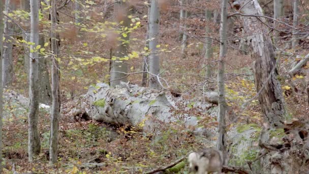 Gri bir kurt (Canis Lupus) sonbahar ormanında devrilmiş bir ağacın gövdesinde yürür. — Stok video