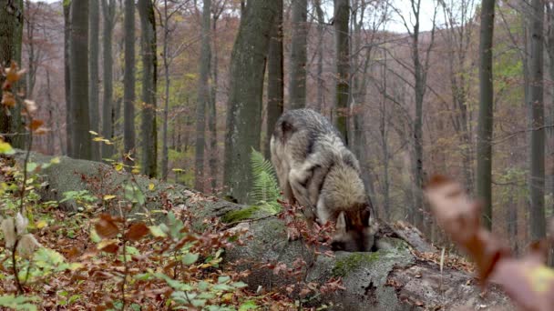 Šedý vlk (Canis Lupus) hledá potravu v podzimním lese — Stock video