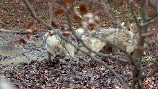 European Gray Wolves (Canis Lupus Lupus) In The Forest — Stockvideo