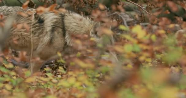 Gray wolf  (Canis Lupus) in the autumn forest, slow motion — Αρχείο Βίντεο
