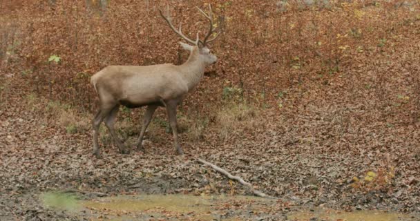 Red Deer In Autumn Grazing, Hungary, Europe, slow motion — стокове відео