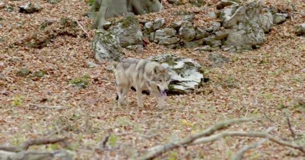 Gray wolf (Canis Lupus) in the autumn forest, — Stok video