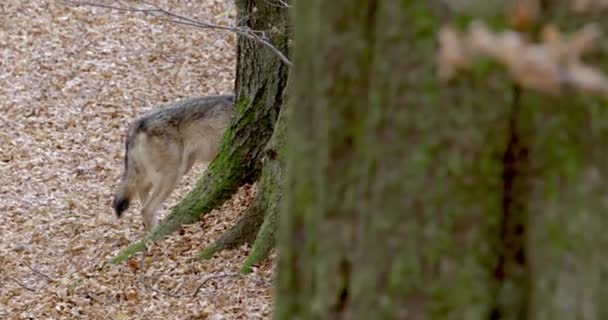 Gray wolf (Canis Lupus) in the autumn forest — Stok video