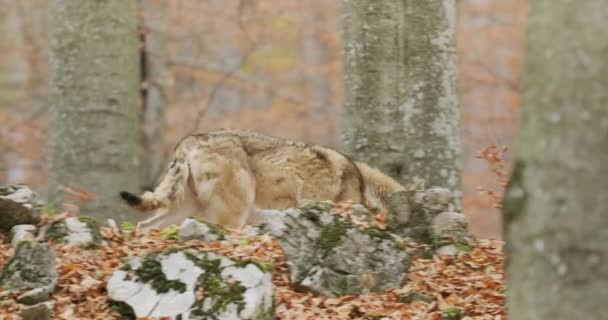 Gray wolf (Canis Lupus) in the autumn forest, slow motion — 图库视频影像