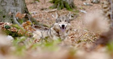 Gri Kurt (Canis Lupus) sonbahar ormanında dinleniyor, yavaş çekim