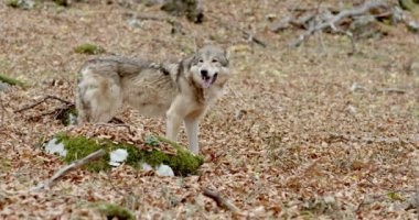 Gri Kurt (Canis Lupus) sonbahar ormanında dinleniyor, yavaş çekim