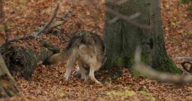 Gri Kurt (Canis Lupus) sonbahar ormanında, yavaş çekim