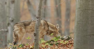 Gri Kurt (Canis Lupus) sonbahar ormanında yiyecek arıyor, yavaş çekim.