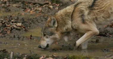 Gri Kurt (Canis Lupus), sonbahar ormanındaki bir su birikintisinden su içmektedir.