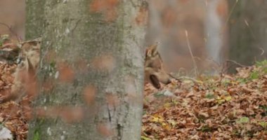 Gri Kurt (Canis Lupus) sonbahar ormanında, yavaş çekim