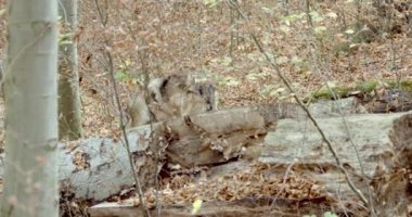 Gri bir kurt (Canis Lupus) sonbahar ormanında, yavaş çekim