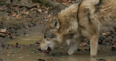 Gri Kurt (Canis Lupus), sonbahar ormanındaki bir su birikintisinden içerek, yavaş çekim yapar.