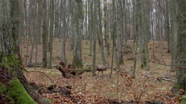 Sonbahar ormanında kızıl bir geyik (Cervus elaphus)