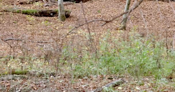 Европейские Серые Волки Canis Lupus Осеннем Лесу Замедленное Движение — стоковое видео