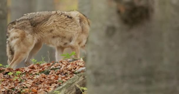 Grå varg (Canis Lupus) i höstskogen, slow motion — Stockvideo