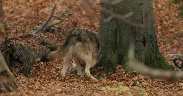 Серый волк (Canis Lupus) в осеннем лесу, замедленное движение — стоковое видео