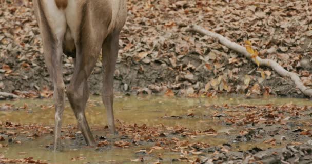 A red deer (Cervus elaphus) in a puddle and then walks slowly through the autumn forest, slow motion — Stok video