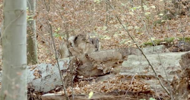 A gray wolf (Canis Lupus) in the autumn forest, slow motion — стоковое видео