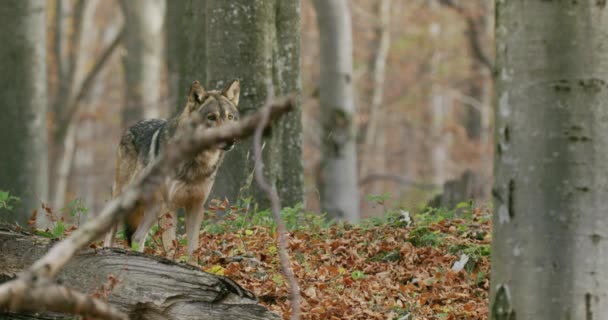 Grauer Wolf (Canis Lupus) im Herbstwald, Zeitlupe — Stockvideo