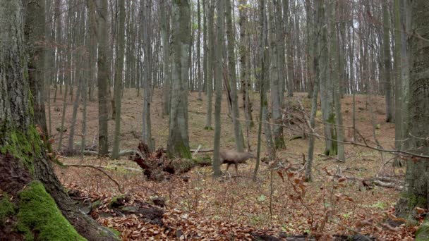 A red deer (Cervus elaphus) in the autumn forest — Stock video