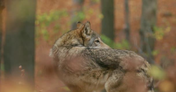 Gray wolf (Canis Lupus)  in the autumn forest, slow motion, 4K 4K+ 5K, Red Camera Footage — Stok video