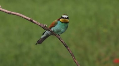 Avrupa Arı Yiyen, Arı Yiyen, Merops Apiaster. Kuş, Yakın Çekim
