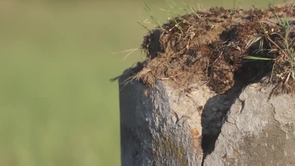 Eurasian Hoopoe Upupa Epops Feeding Chicks Captured Flight Wide Wings — Stock Video