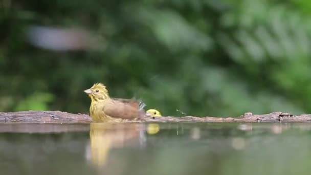 Bela Pássaro Que Toma Banho Uma Lagoa Floresta Emberiza Citrinella — Vídeo de Stock