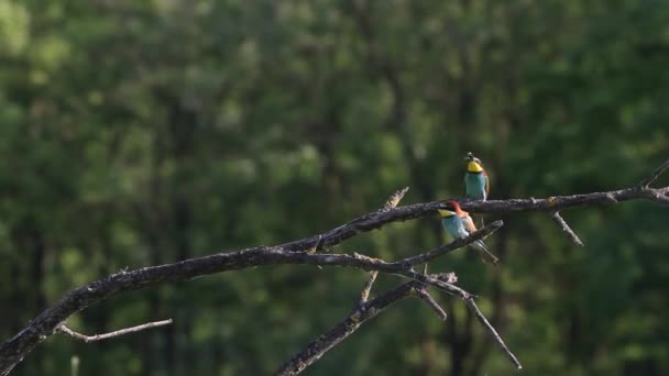 Europäische Bienenfresser Gemeiner Bienenfresser Merops Apiaster Bienenfresserfamilie — Stockvideo