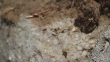 Avrasyalı Hoopoe Upupa Avcıyla Uçuyor, yaklaşın.